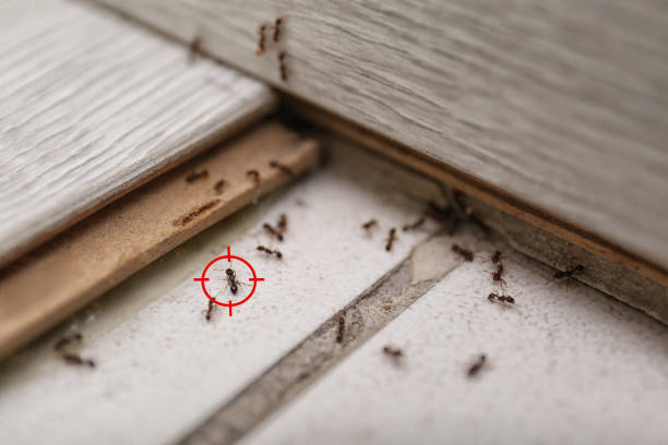 Best Pest Removal Services  in Lake Vla, IL