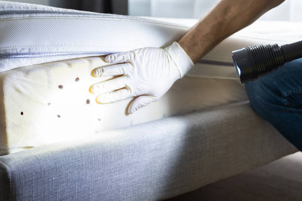 Best Flea Control Services  in Lake Vla, IL