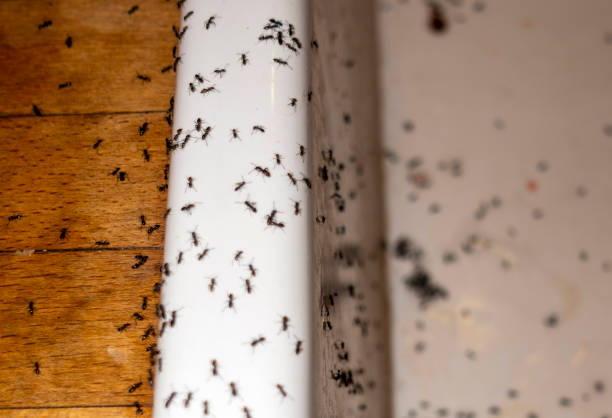 Best Best Pest Control Companies  in Lake Vla, IL