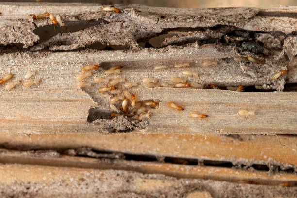 Best Flea Control Services  in Lake Vla, IL